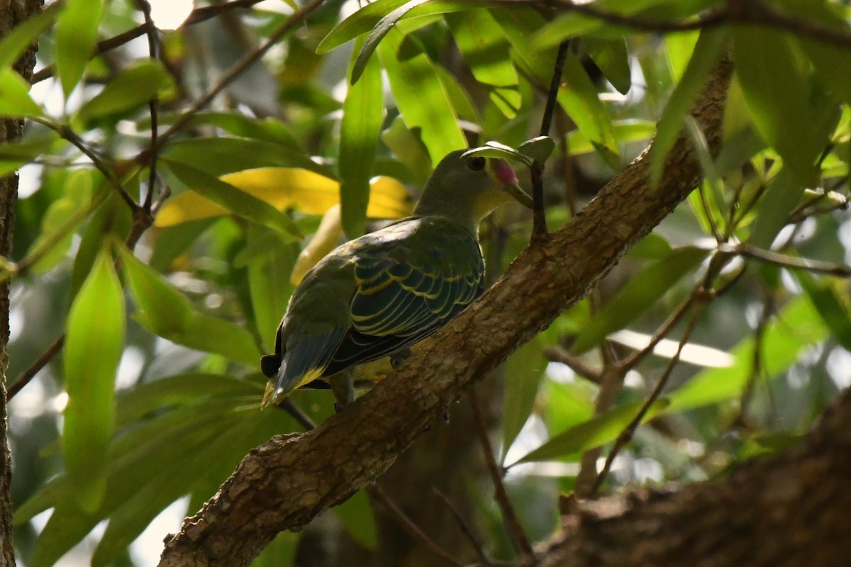 Rose-crowned Fruit-Dove - ML616571578