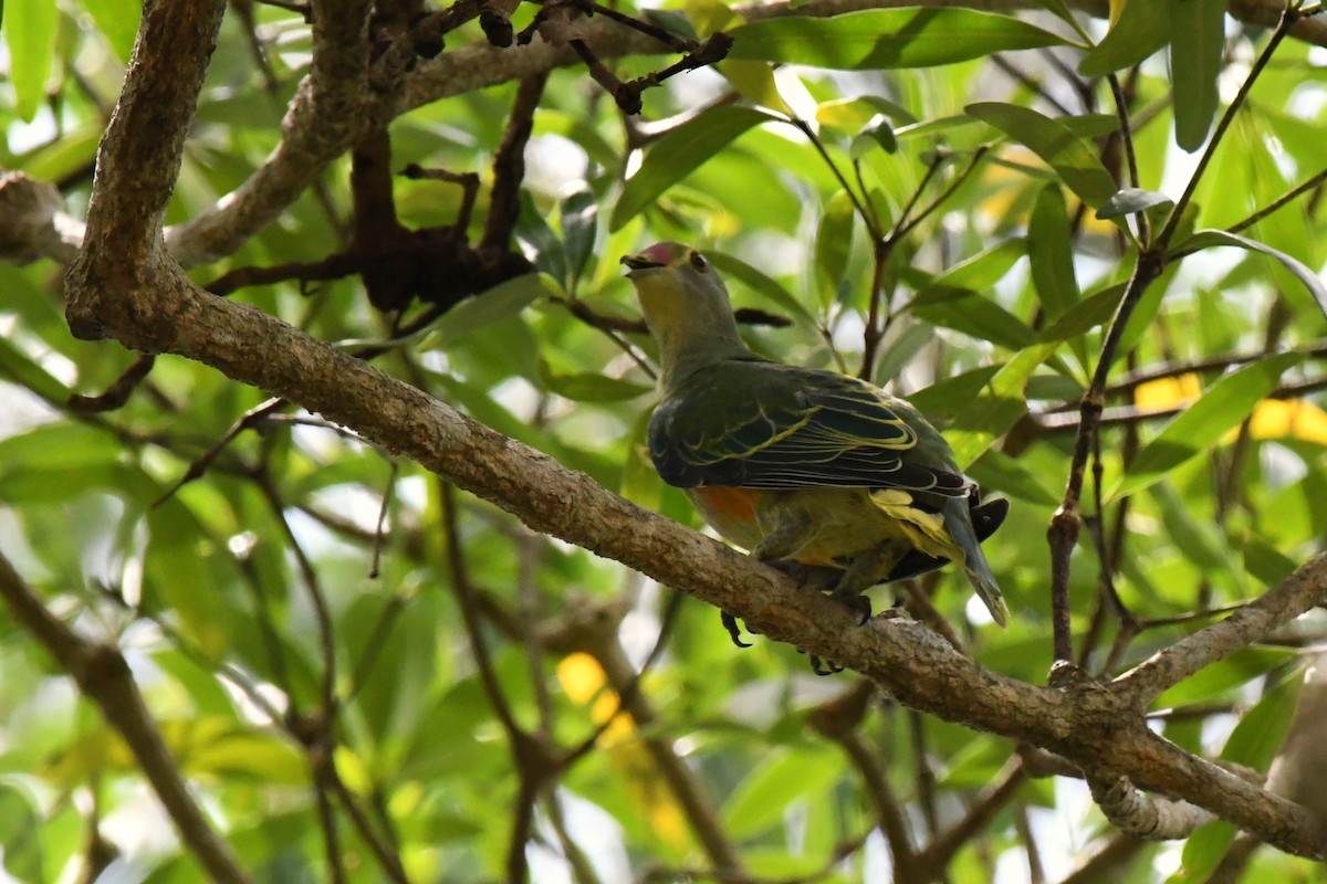 Rose-crowned Fruit-Dove - ML616571579