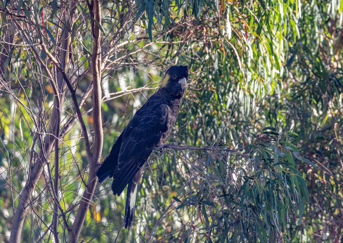 Yellow-tailed Black-Cockatoo - ML616571594