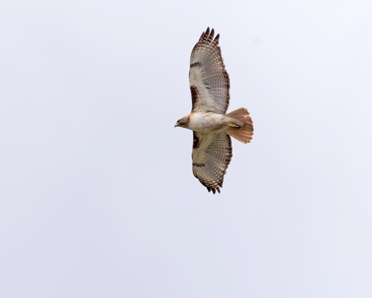 Red-tailed Hawk - ML616571649