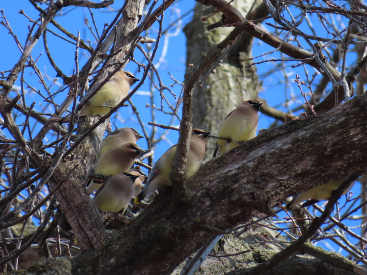 eBird Checklist - 27 Mar 2024 - Mud Lake Wildlife Area, Rio US-WI 43. ...