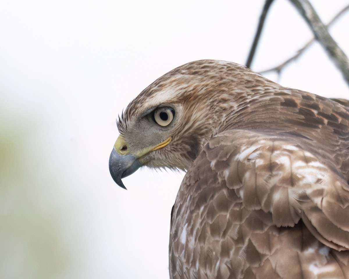 Red-tailed Hawk - ML616571661