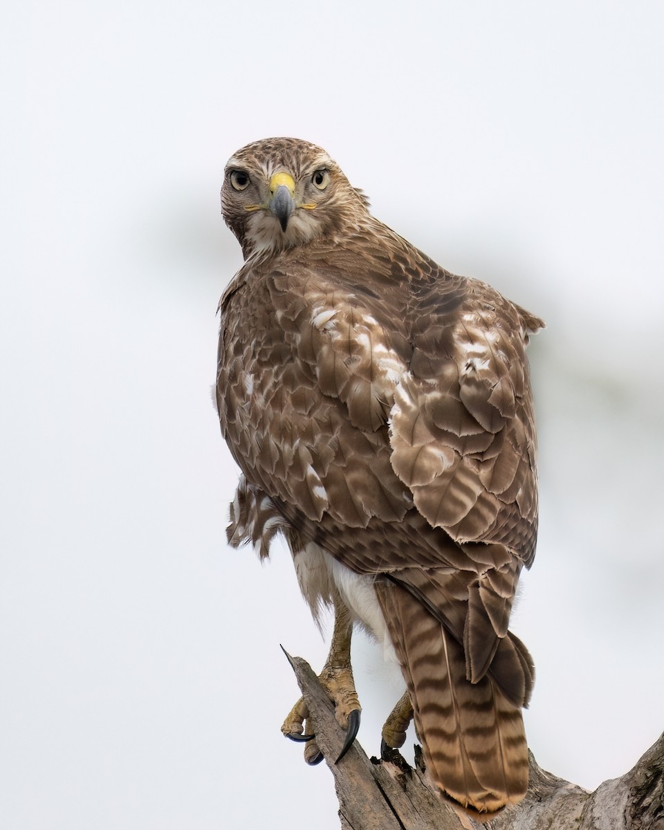 Red-tailed Hawk - ML616571662