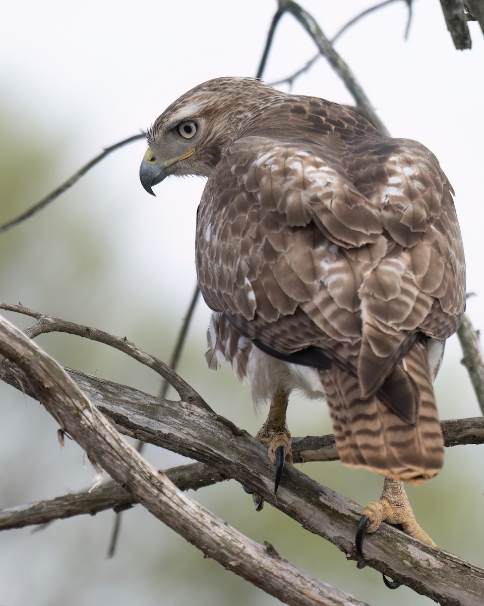 Red-tailed Hawk - ML616571663