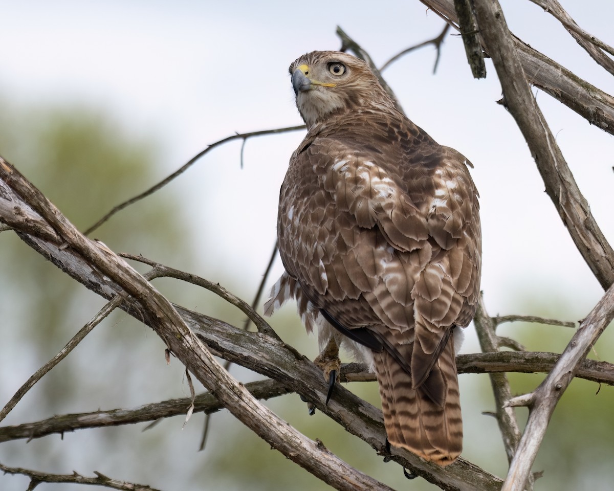 Red-tailed Hawk - ML616571664