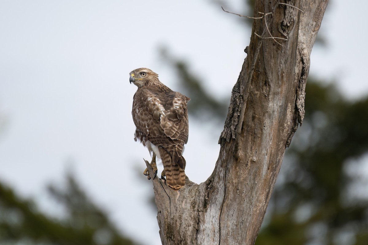 Red-tailed Hawk - ML616571666