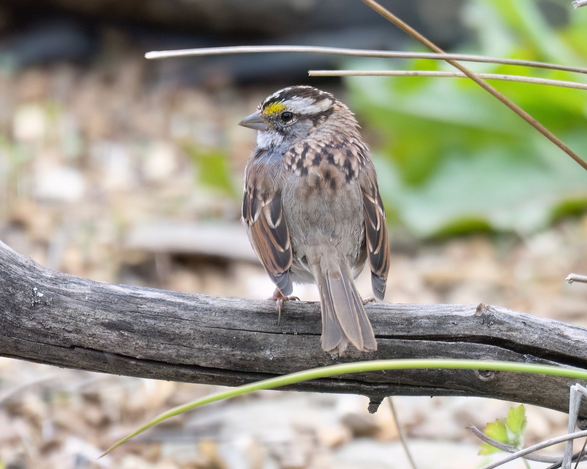 White-throated Sparrow - ML616571742