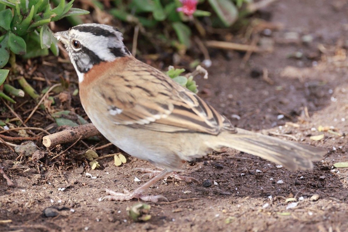 Rufous-collared Sparrow - ML616571745