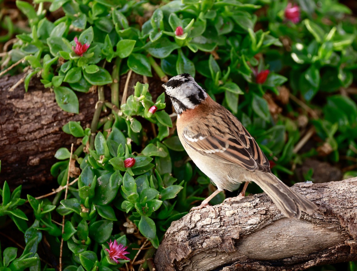 Rufous-collared Sparrow - ML616571746