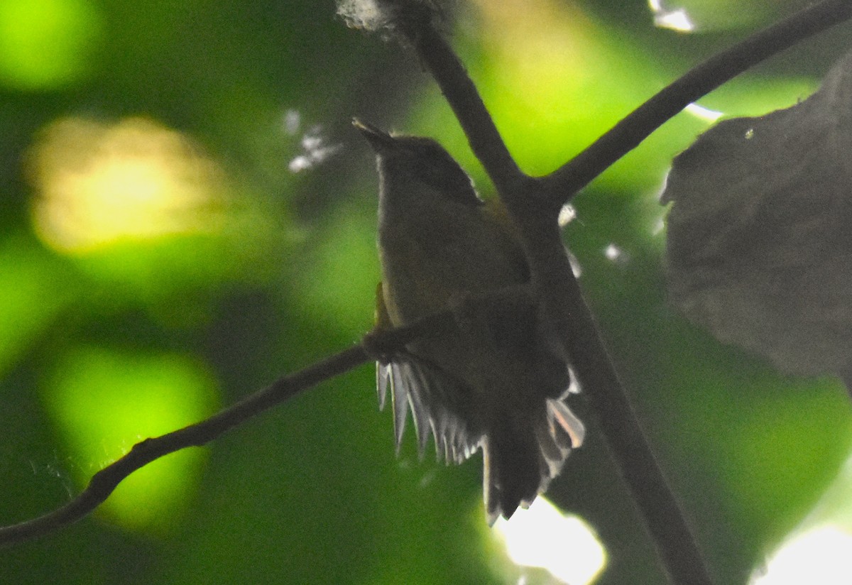 Tawny-crowned Greenlet - ML616571754