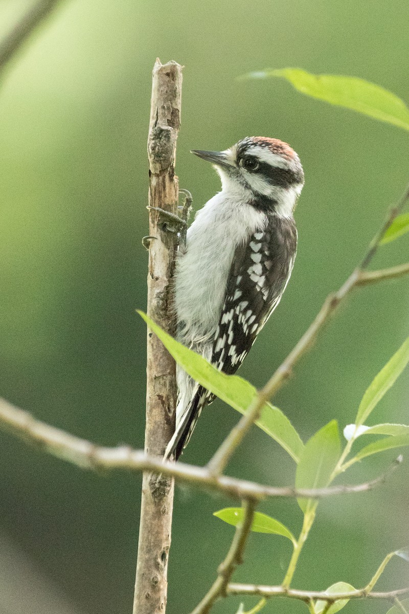 Downy Woodpecker - Johanne Cousineau