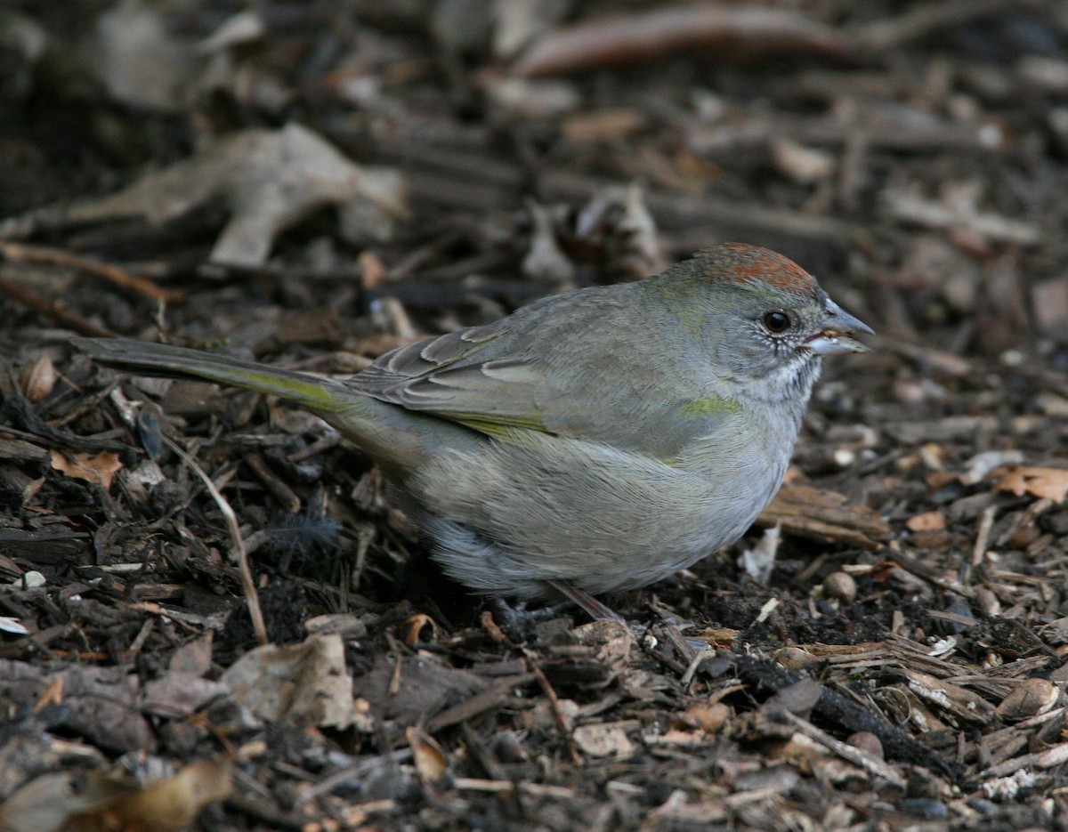 Green-tailed Towhee - Dustin Welch
