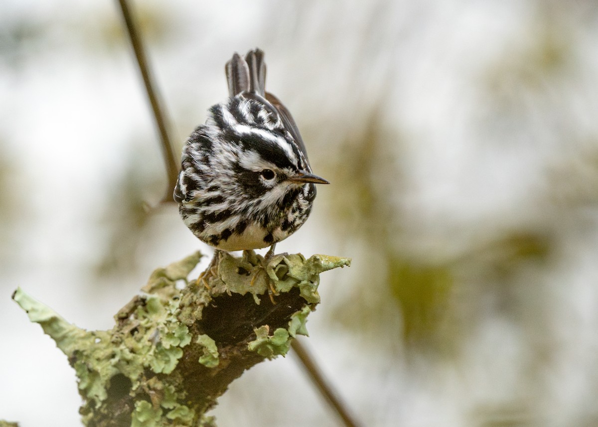 Black-and-white Warbler - ML616571857
