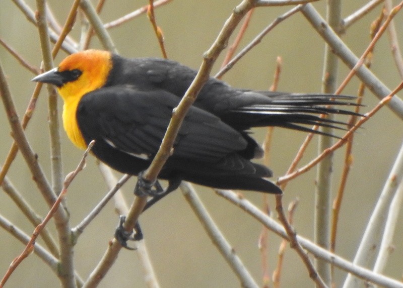 Yellow-headed Blackbird - ML616571934