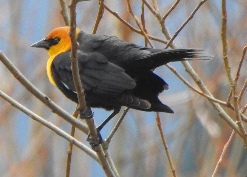 Yellow-headed Blackbird - ML616571935