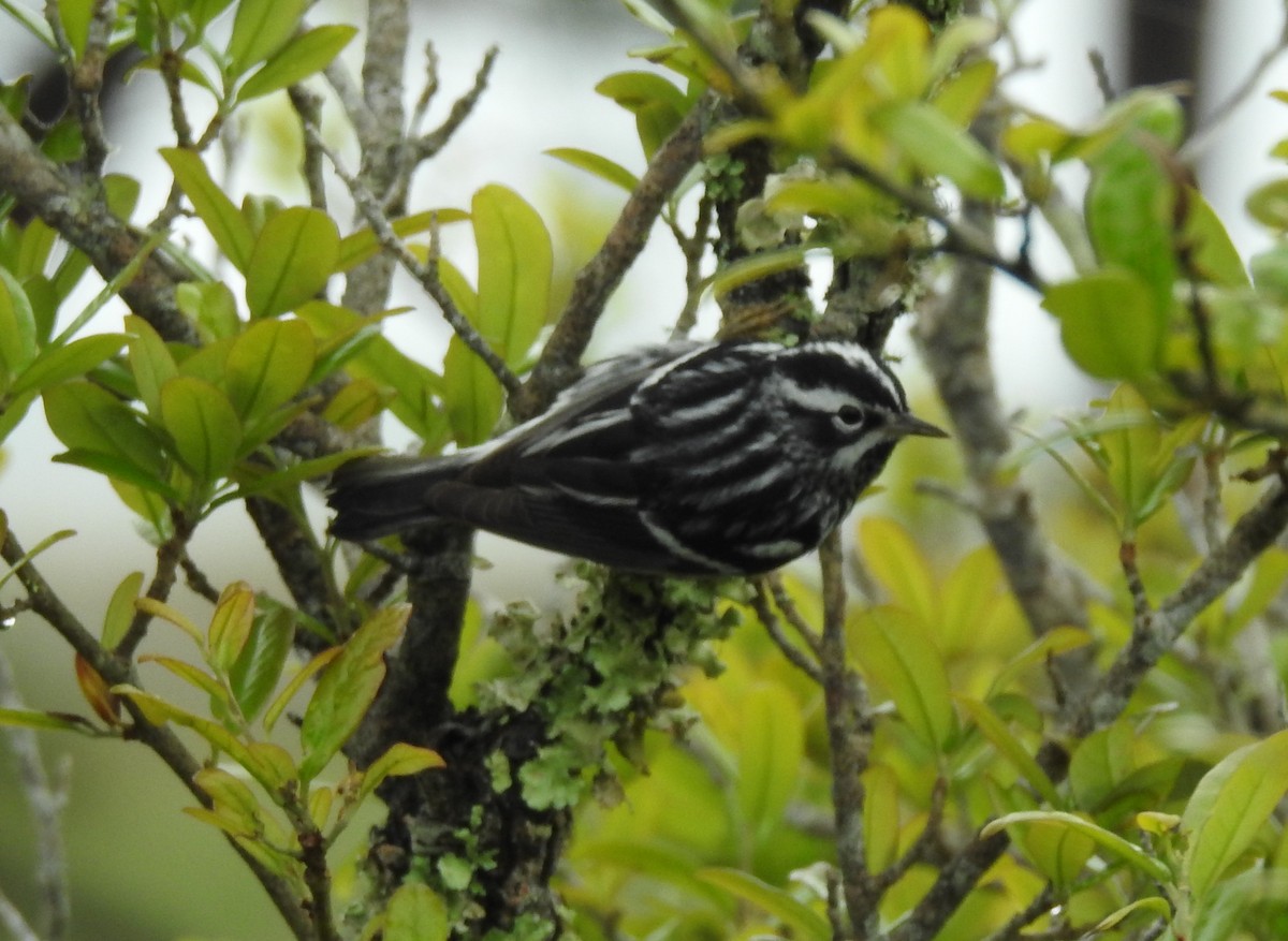 Black-and-white Warbler - ML616572012