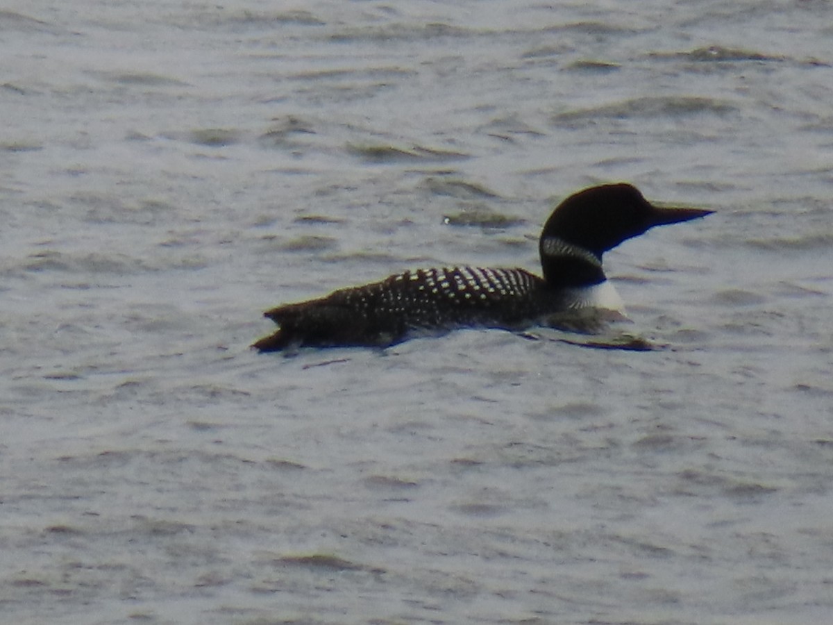 Common Loon - Fred Dike