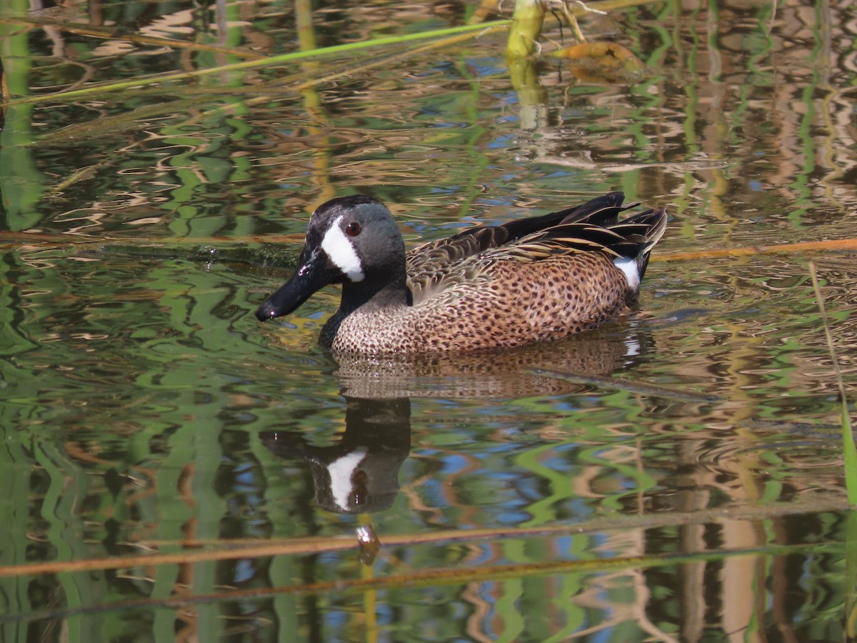 Blue-winged Teal - ML616572127