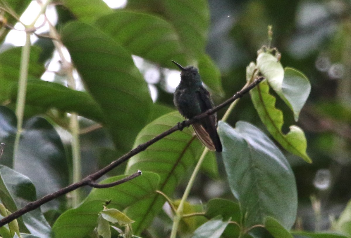 Steely-vented Hummingbird - Daniel Lebbin