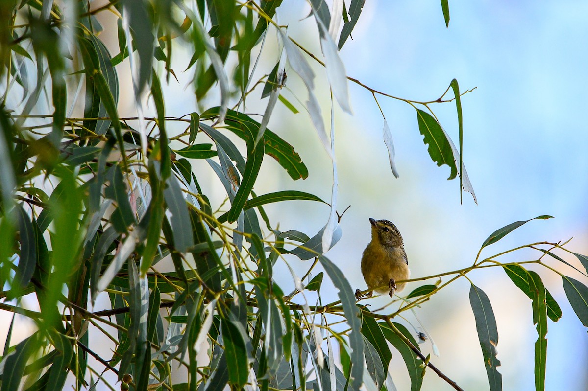 Spotted Pardalote - ML616572276