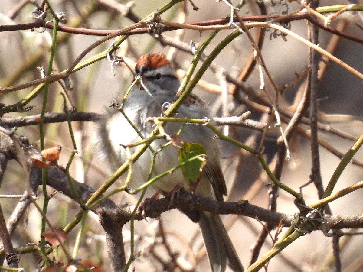 Chipping Sparrow - Linda Houser