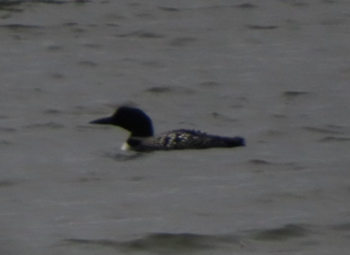 Common Loon - Fred Dike