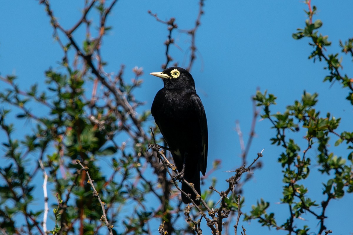 Spectacled Tyrant - ML616572309