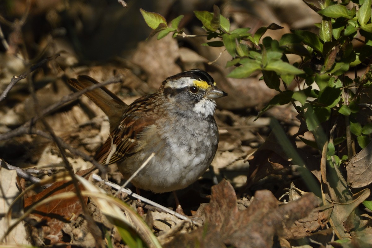 White-throated Sparrow - Pat McGrane