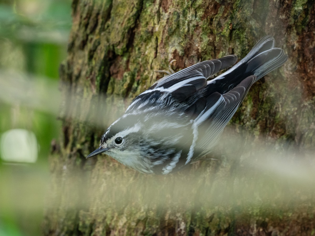 Black-and-white Warbler - ML616572369