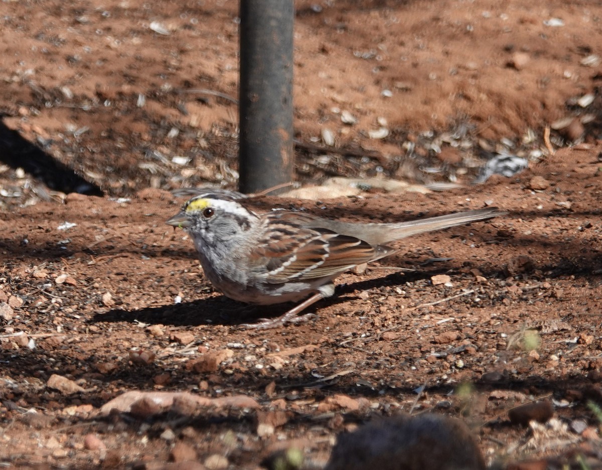 White-throated Sparrow - ML616572392