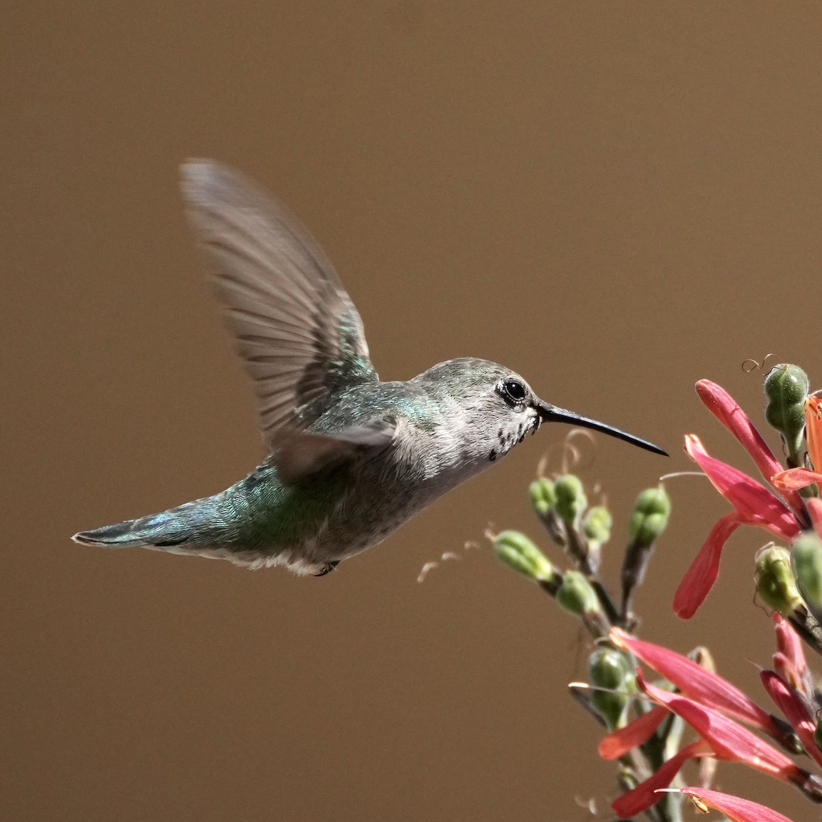 Costa's Hummingbird - ML616572408