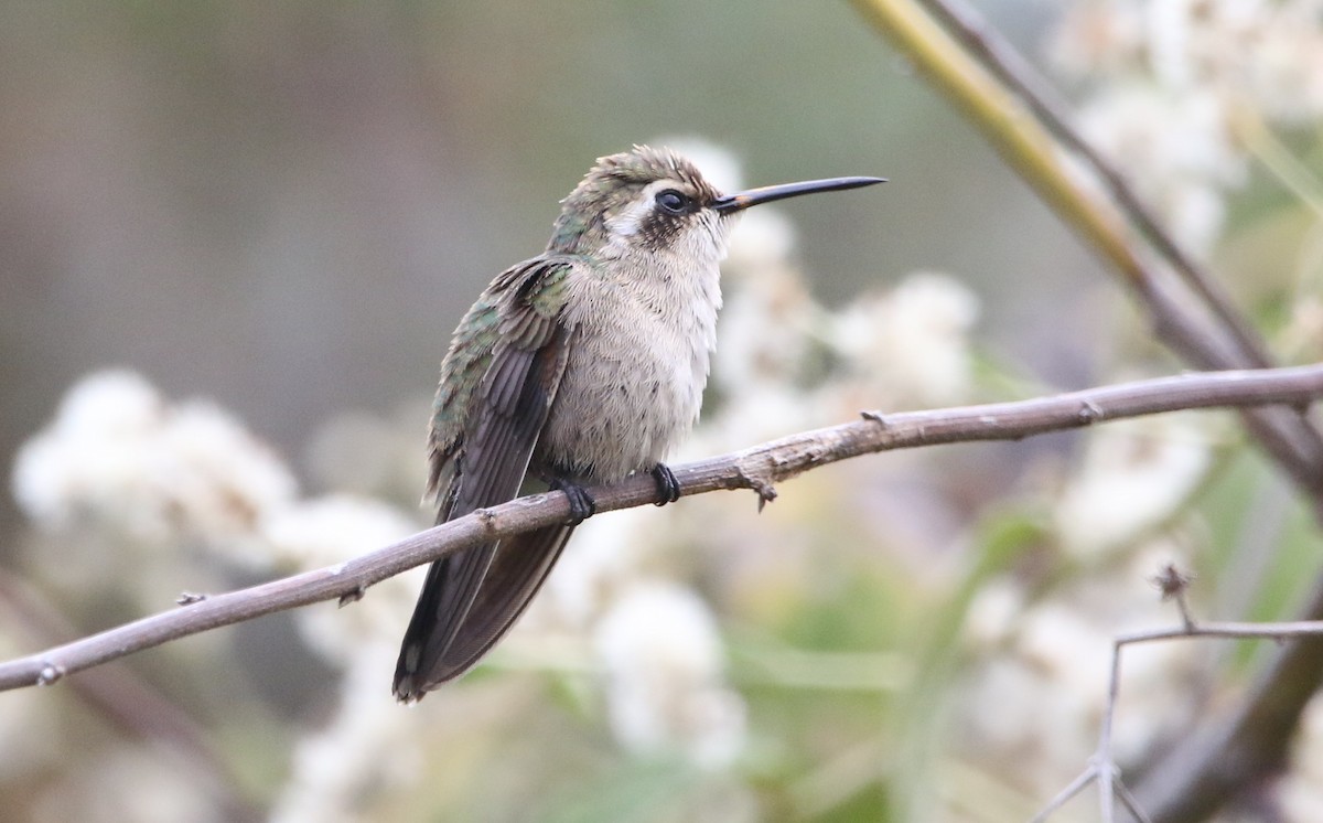 kolibřík magdalenský - ML616572409
