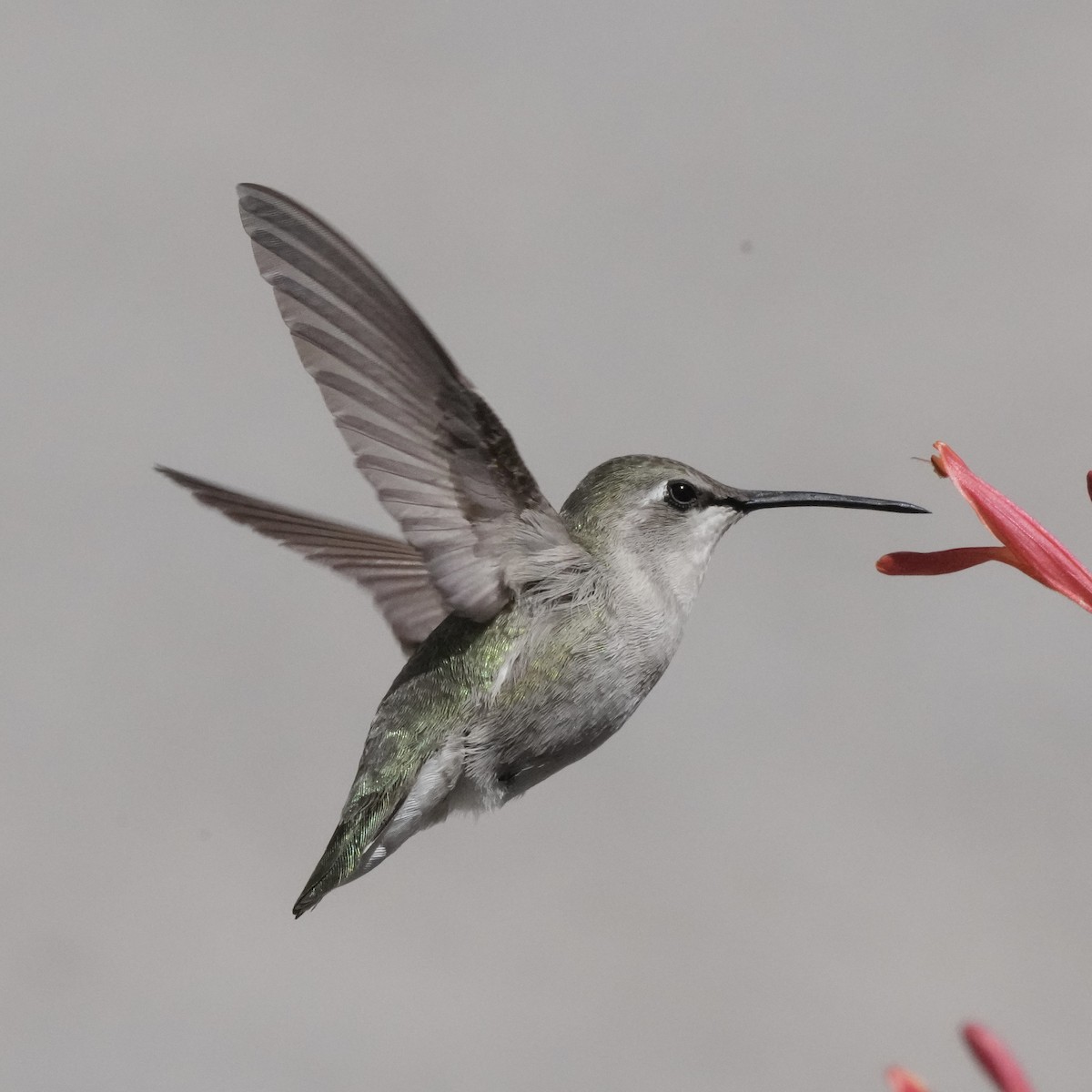 Costa's Hummingbird - ML616572411
