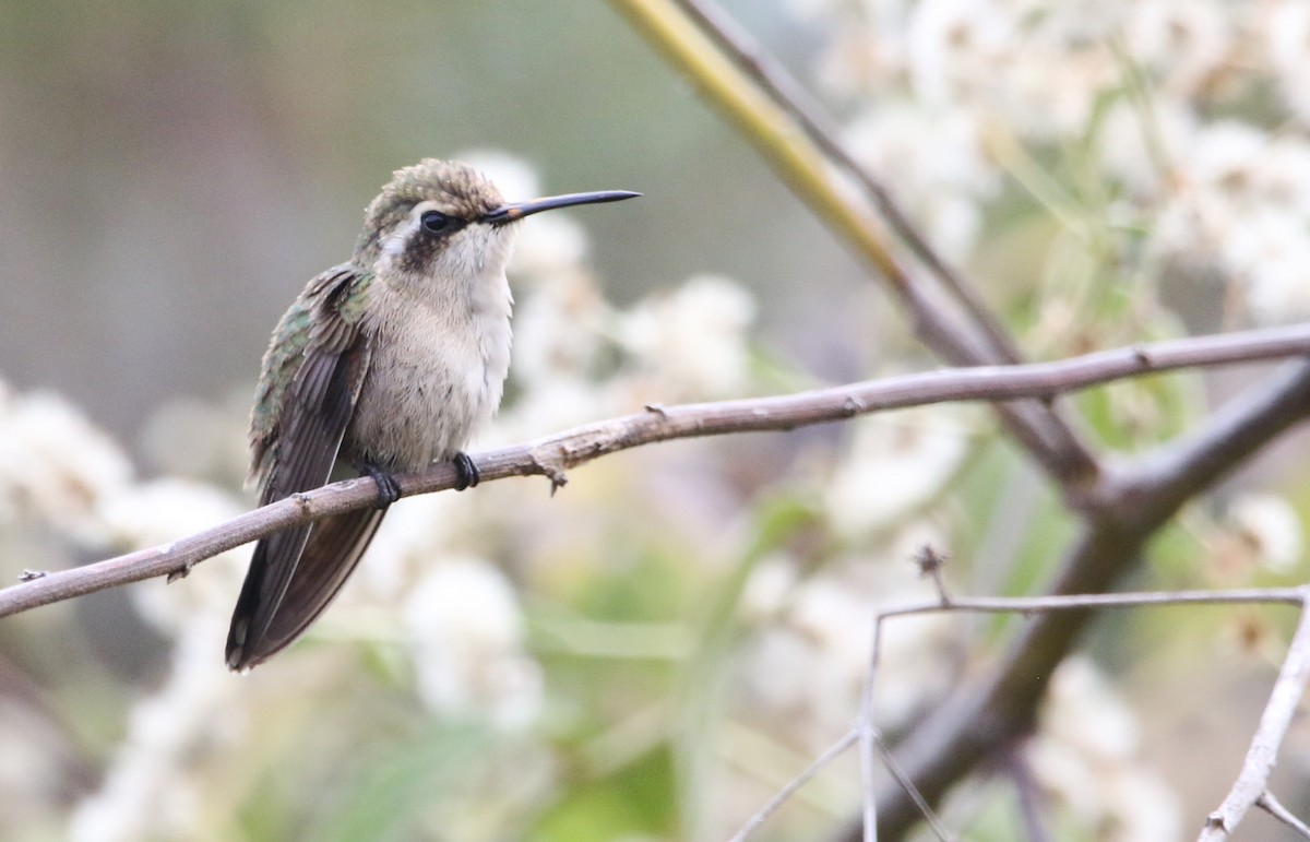 kolibřík magdalenský - ML616572412