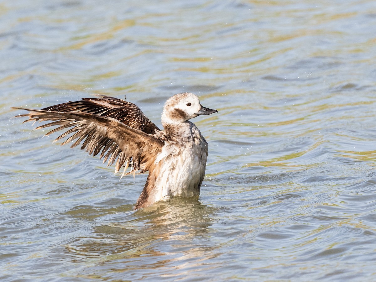 Long-tailed Duck - ML616572448