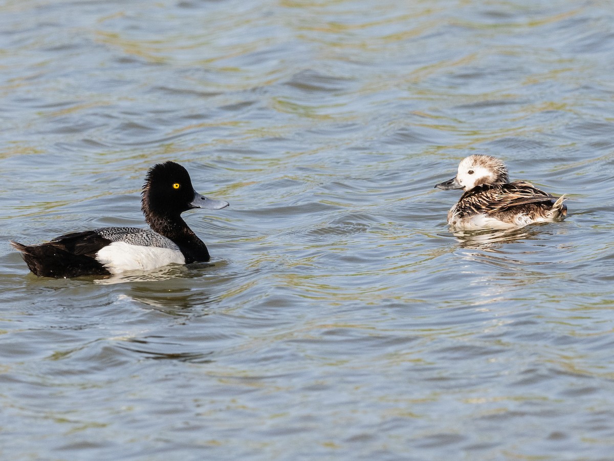 Long-tailed Duck - ML616572450