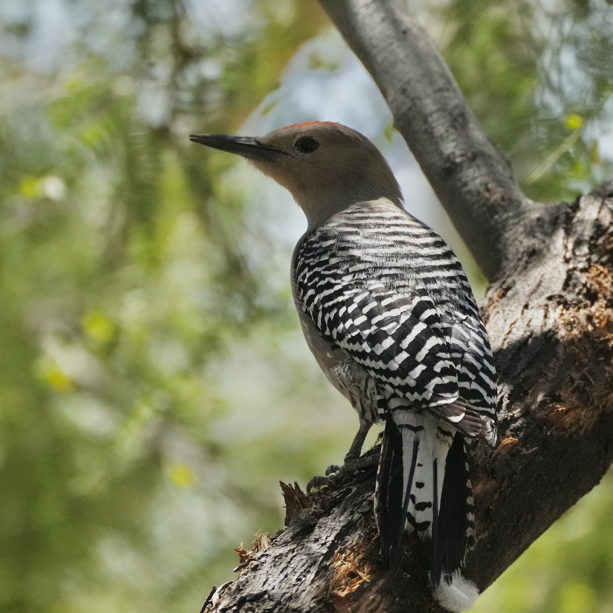 Gila Woodpecker - ML616572464