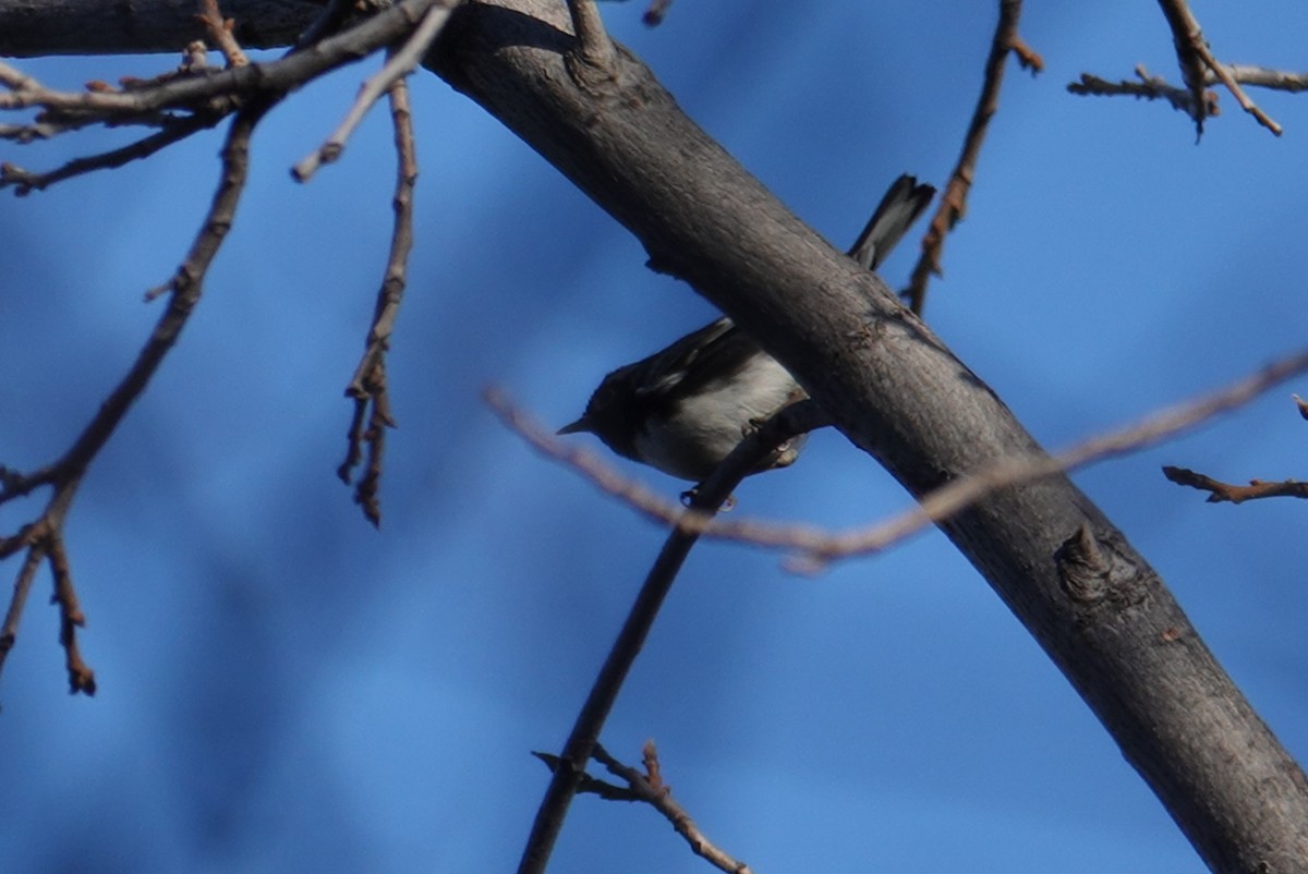 Black-throated Blue Warbler - ML616572587