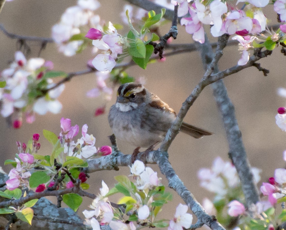 White-throated Sparrow - ML616572588