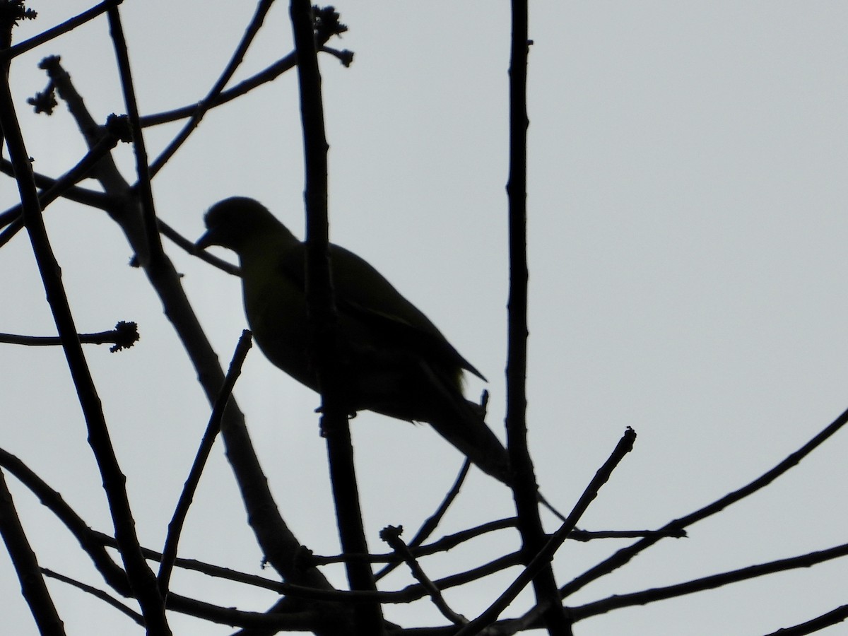 Pin-tailed Green-Pigeon - Joe Corcoran
