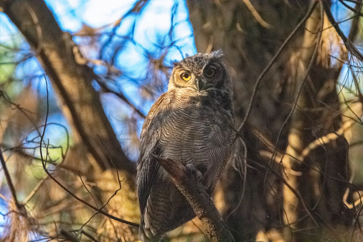 Lesser Horned Owl - ML616572613