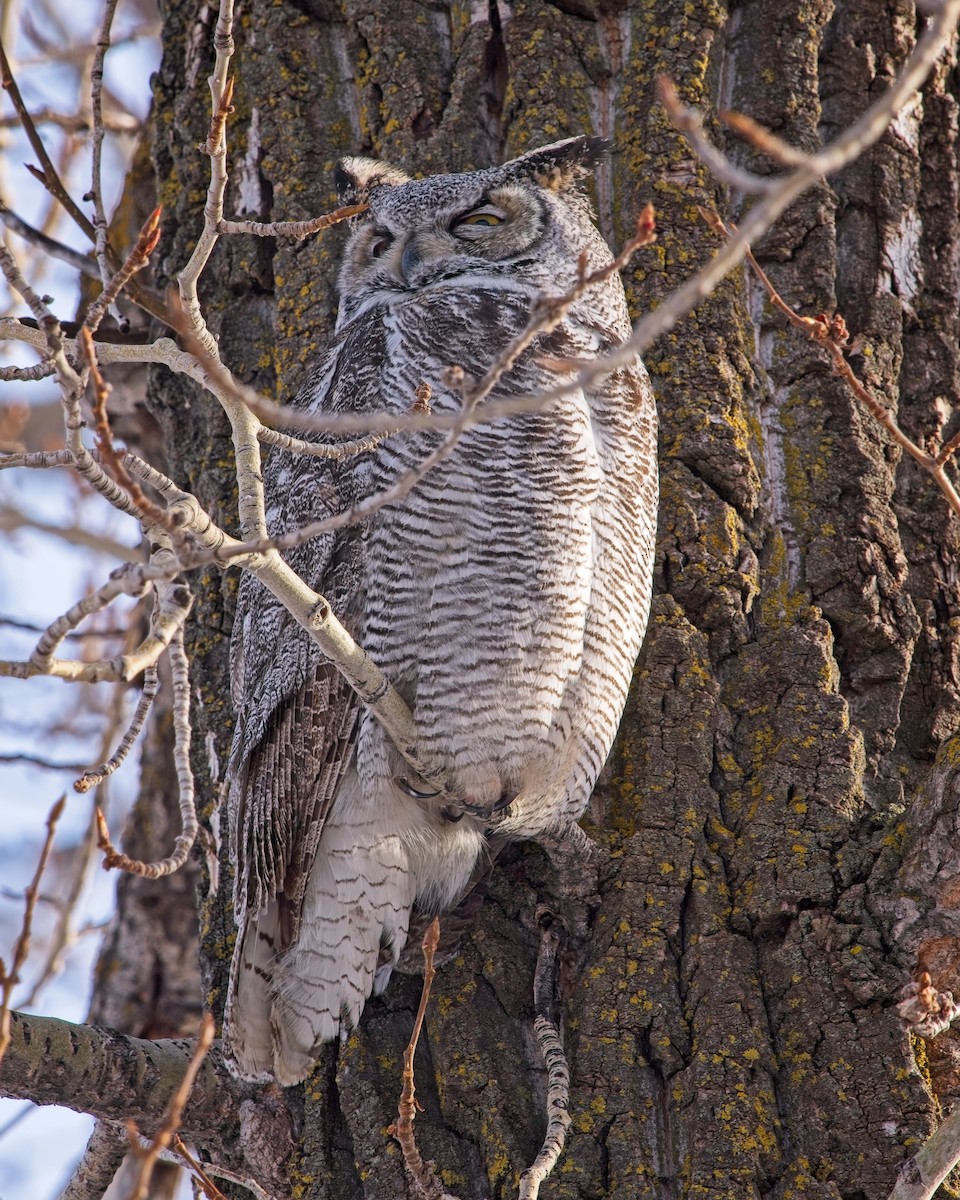 Great Horned Owl - ML616572617