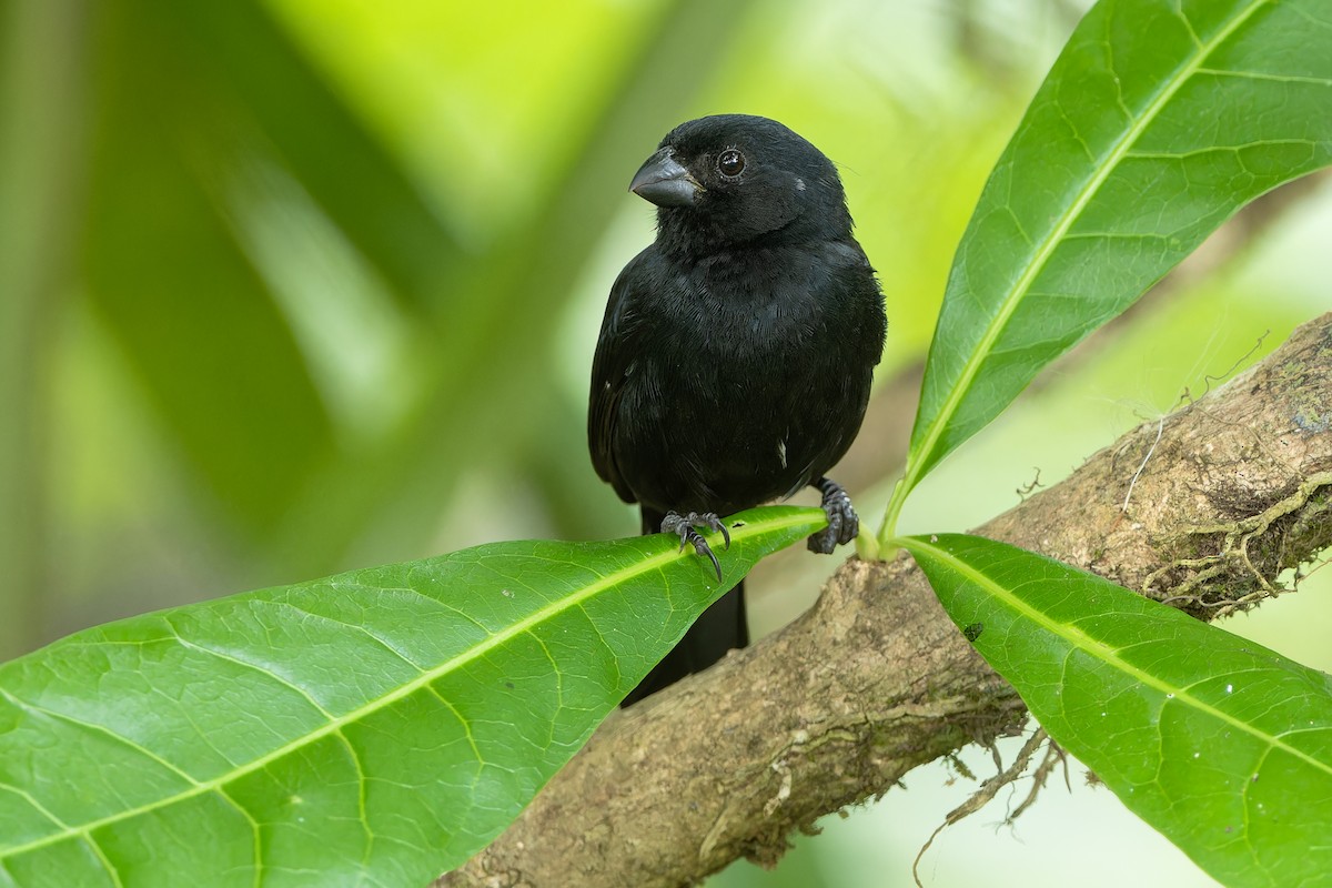 Variable Seedeater - ML616572649