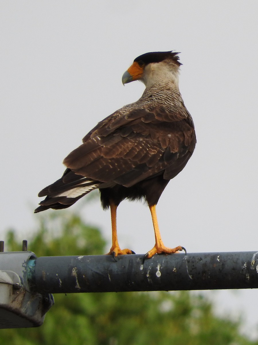Crested Caracara (Southern) - ML616572671