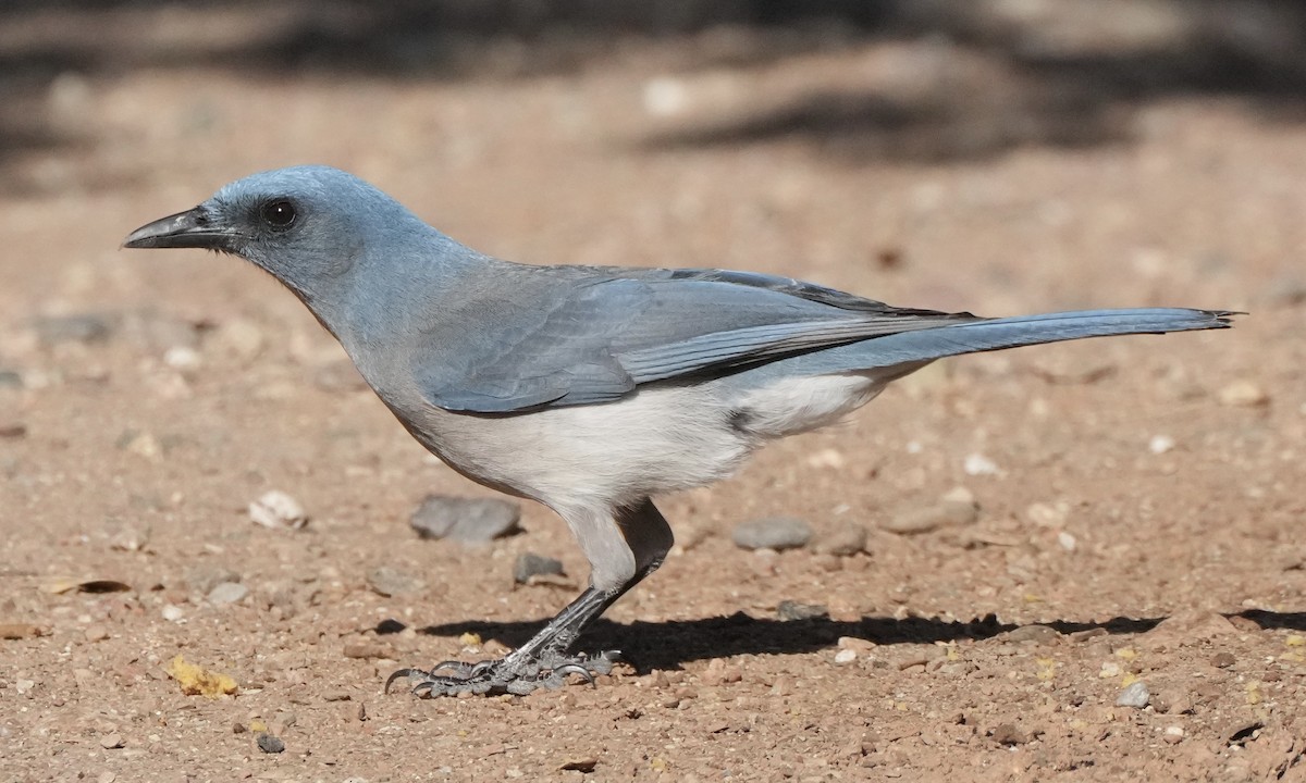 Mexican Jay - ML616572679