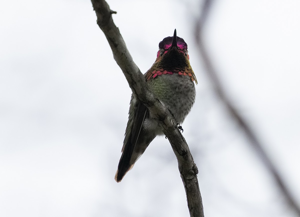 Anna's Hummingbird - ML616572706