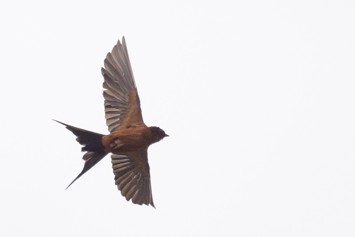 Rufous-bellied Swallow - Ross Bartholomew