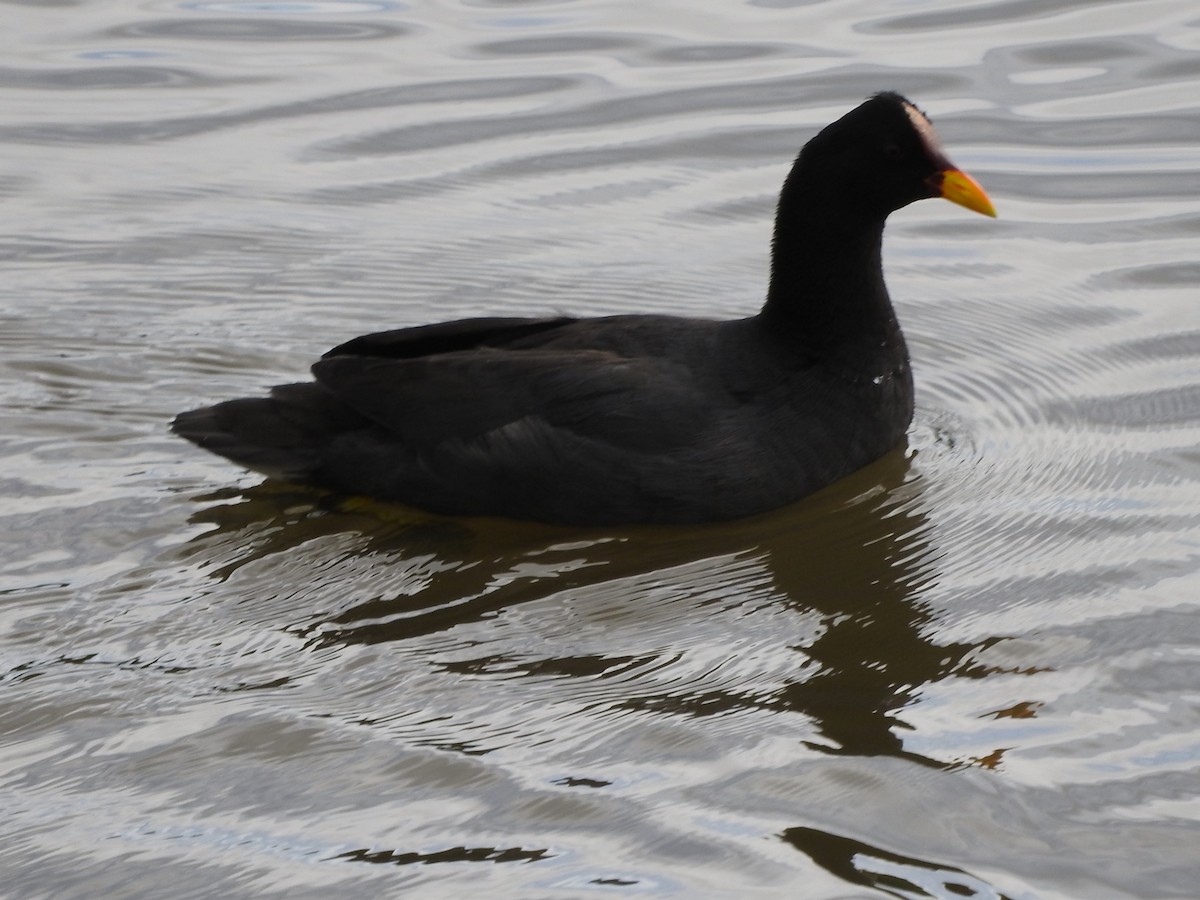 Red-fronted Coot - ML616572734