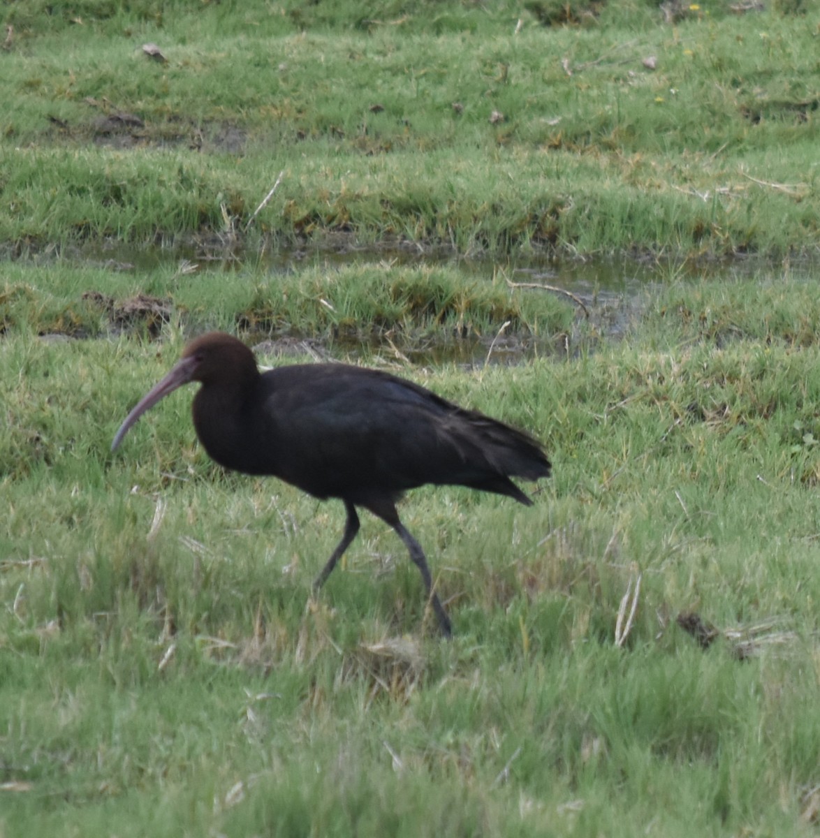 ibis andský - ML616572768