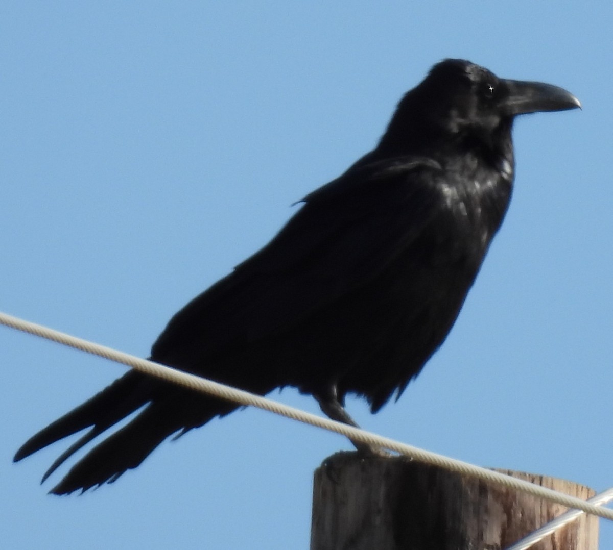 Common Raven - ML616572791